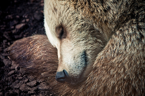 sleeping bear