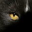 cat eye thumbnail