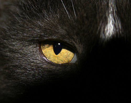 cat eye