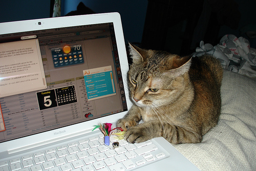 cat typing on keyboard